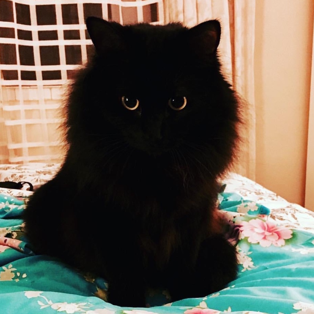 Meet your Posher, Andie